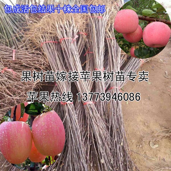 各品種蘋果苗江蘇大量出售嫁接兩年果樹苗南北包成活發苗