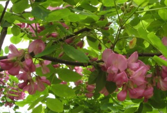 紅花槐基地