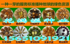 供應枳殼種子的種植方法，枳殼種植技術