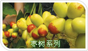 供應(yīng)河南|山東|四川棗苗銷(xiāo)售廠(chǎng)家15