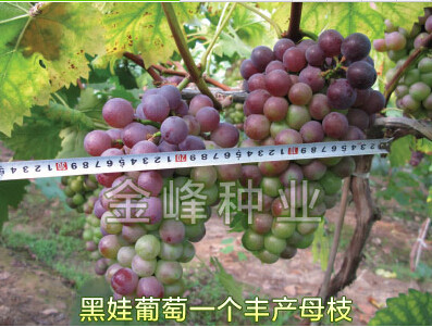 供應(yīng)葡萄苗15926408864戶太