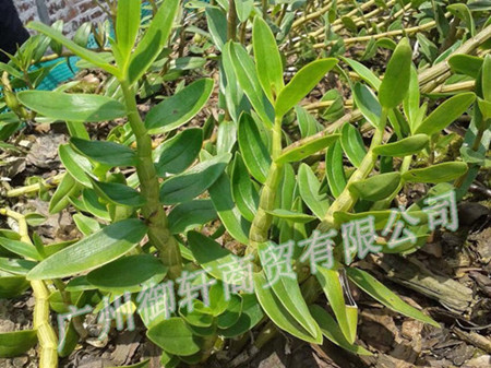 供應(yīng)清倉(cāng)處理鐵皮石斛 大荊仿**鐵皮楓斗