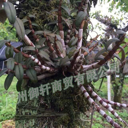 供應清倉處理鐵皮石斛**微粉