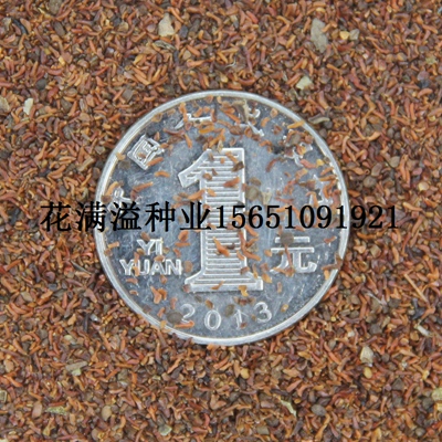 供應(yīng)桉樹(shù)種子，桉樹(shù)種子圖片
