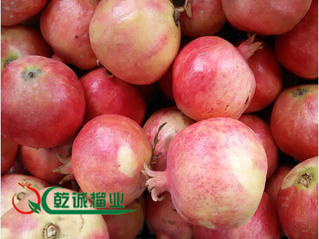 河陰軟籽石榴** 優惠的河陰石榴批發【河南】