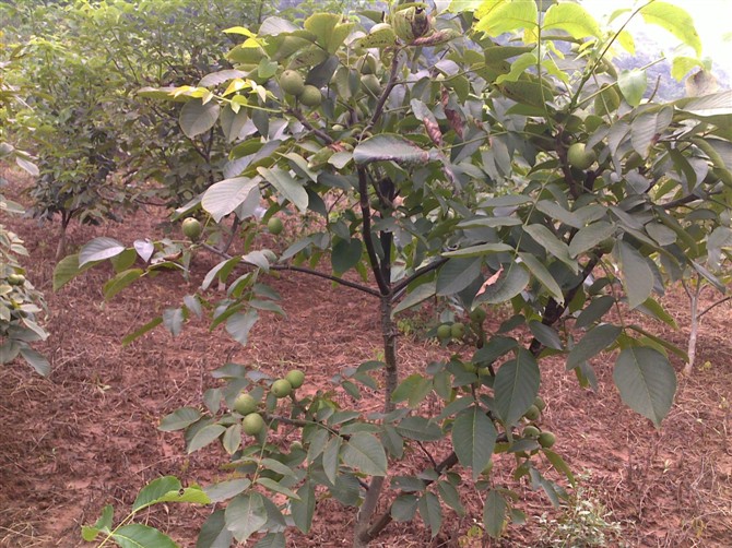 8518核桃苗種植中心_**的8518核桃苗出售