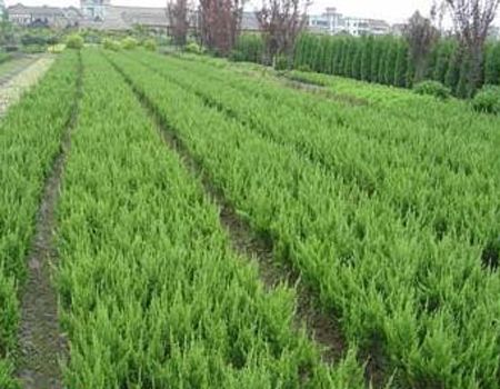 較新金葉女貞價(jià)格|價(jià)位合理的小龍柏就在美晨花卉苗木