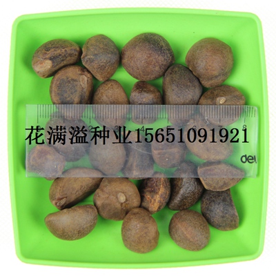 供應(yīng)白花油茶種子