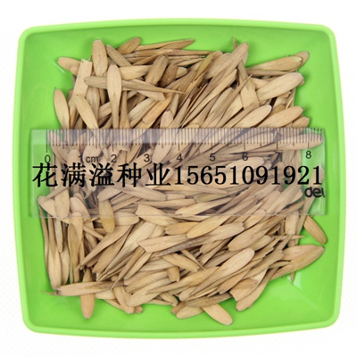 供應(yīng)白蠟種子價格