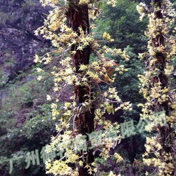 供應(yīng)**處理紫皮石斛 干粉