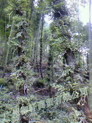 **處理紫皮石斛 干條