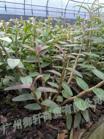 **處理梳唇石斛（蟲草楓斗）兜唇石斛（水草楓斗）