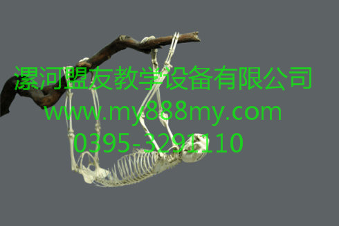 供應動物骨骼標本-圖為樹懶骨骼標本