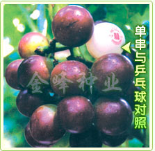 供應(yīng)金藤乒乓葡萄苗銷售|金峰**種業(yè)