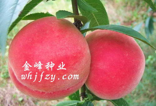 供應(yīng)突圍桃苗批發(fā)|湖南桃苗價格|武漢