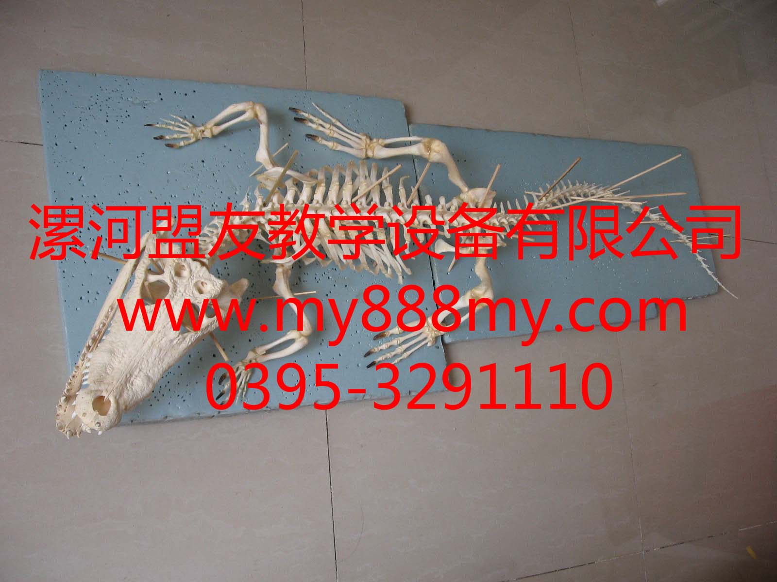 供應(yīng)動物骨骼標(biāo)本-圖為鱷魚骨骼標(biāo)本