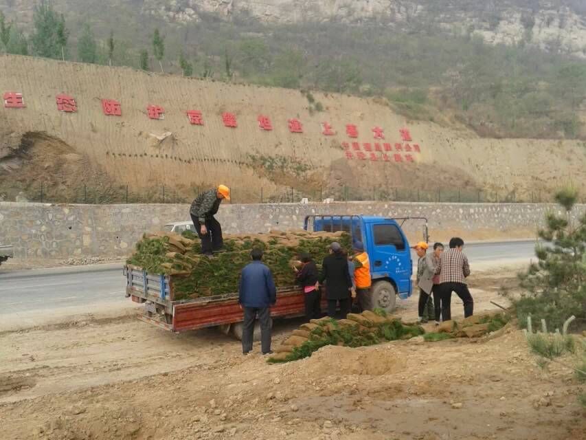 供應陜西草坪