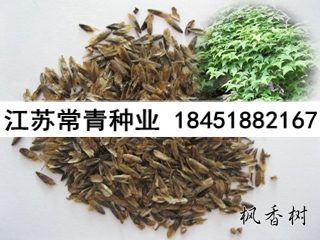 供應楓香種子