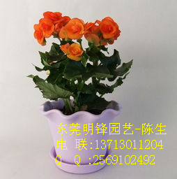 供應(yīng)玫瑰海棠 麗格海棠 東莞租花 東莞盆景租擺
