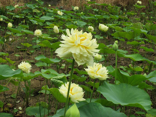 供應(yīng)白洋淀荷花養(yǎng)殖基地_白洋淀荷花種苗基地