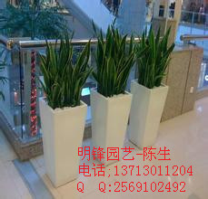 供應(yīng)虎皮蘭 虎尾蘭 東莞花卉租擺 東莞租花