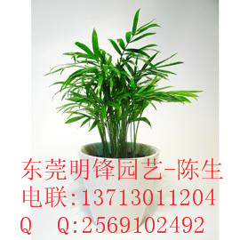 供應(yīng)袖珍椰子 竹柏 東莞綠植租擺 東莞租花