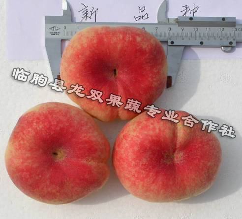 濰坊早熟桃苗- 濰坊早熟桃苗銷售- 濰坊早熟桃苗批發