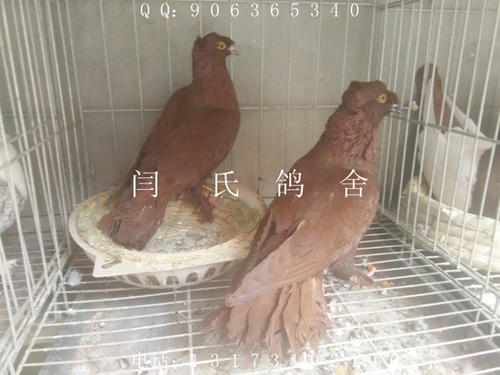 觀賞鴿吃什么   元寶鴿