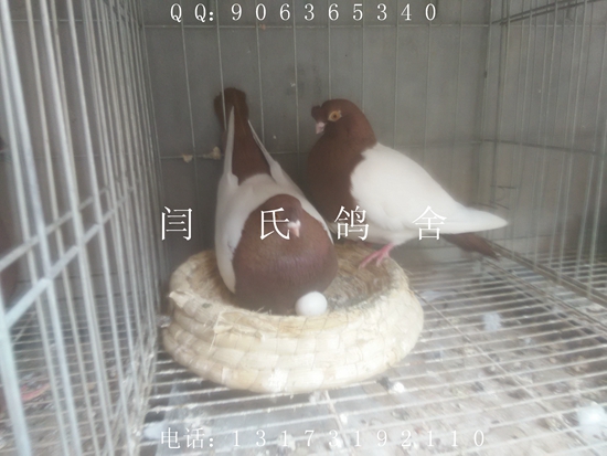 觀賞鴿好養殖嗎