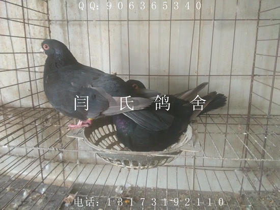 種鴿基地