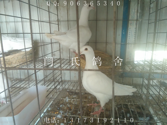 觀賞鴿價格