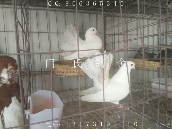 元寶鴿貼吧圖片