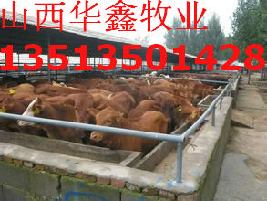 供應(yīng)魯西黃牛肉牛