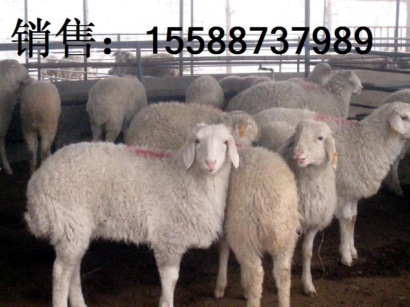 供應吉林小尾寒羊價格