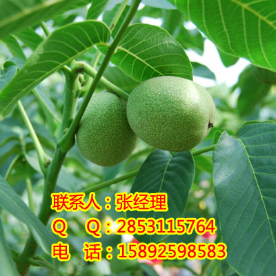 供應荊門核桃苗，荊門川早2號核桃苗預定，荊門**核桃苗