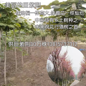 2020年秋季供应30万株巨紫荆苗木高度1-2米高全国价格低