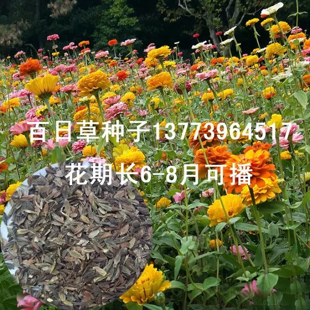 供应草花种子百日草花色多颜色艳花卉净种百日菊送种植资料