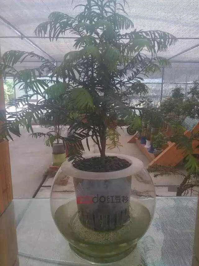 供應(yīng)水培紅豆杉 紅豆集團(tuán)招商
