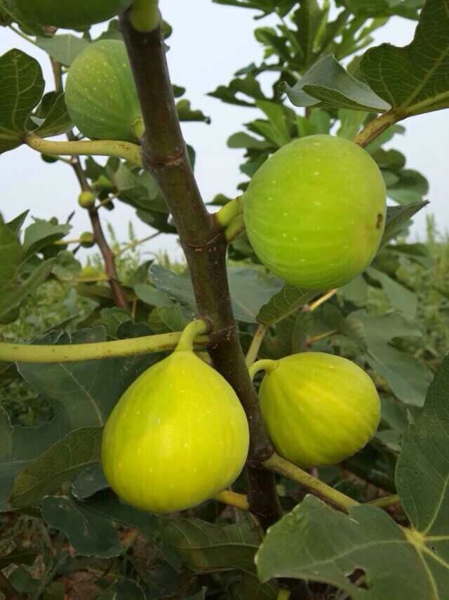 河北樂優大量供應無花果