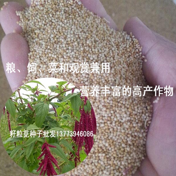籽粒莧**飼料兼蔬菜型牧草種高蛋白美國籽粒莧春夏秋可播