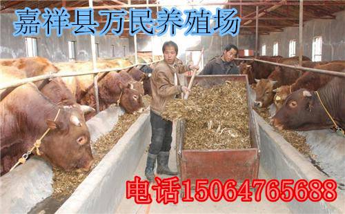 云南養(yǎng)牛基地--養(yǎng)牛場(chǎng)