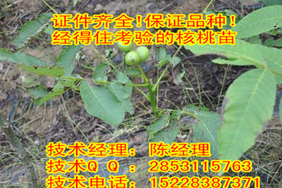 供應四川核桃苗，阿壩川早核桃苗栽培技術，阿壩良種核桃苗