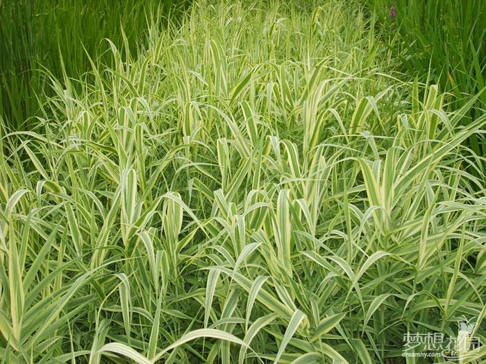 濰坊口碑好的萬壽菊價格|萬壽菊價格范圍