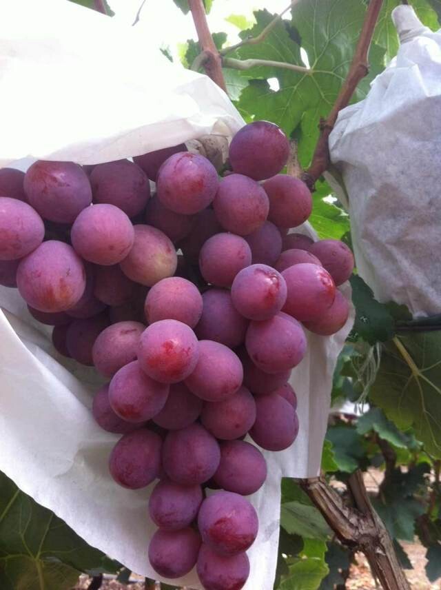 供應優質戶太葡萄夏黑葡萄價格低陜西紅提葡萄直銷基地