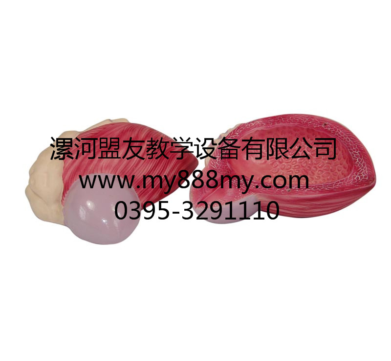 供應教學模型-圖為膀胱放大模型