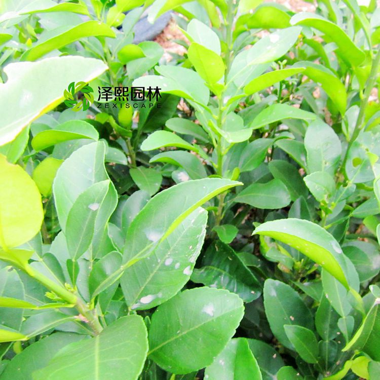 供應二年三年苗紅心泡香泡果苗嫁接果樹苗批發