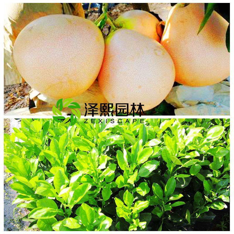 供應三紅蜜柚桔苗果苗嫁接果樹果苗批發
