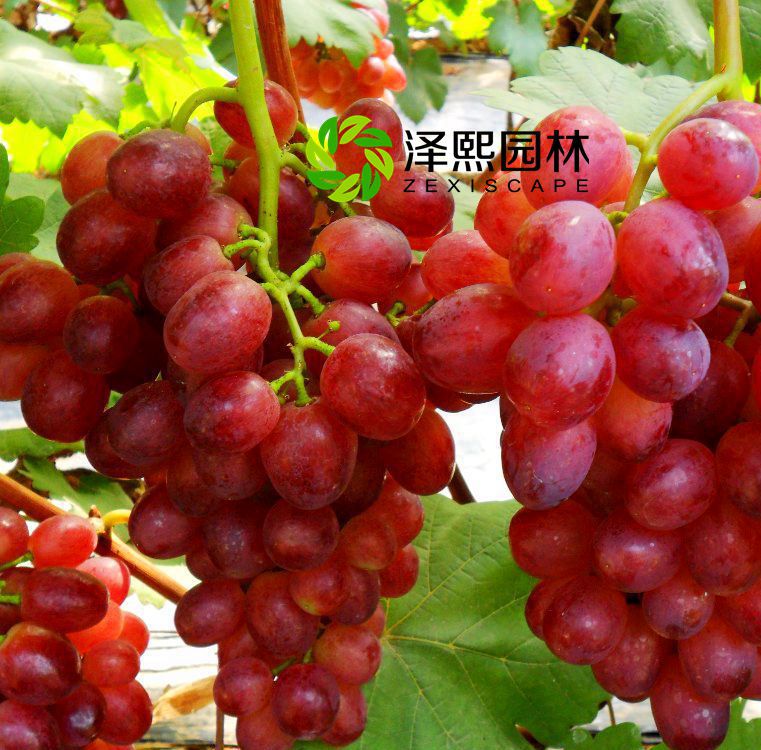 供應(yīng)紅巴拉多/紅巴拉蒂葡萄苗果苗嫁接果樹苗批發(fā)