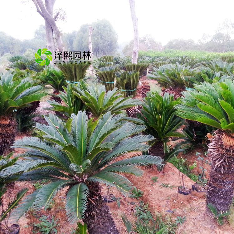 供應鐵樹多頭鐵樹樹苗綠化工程苗批發