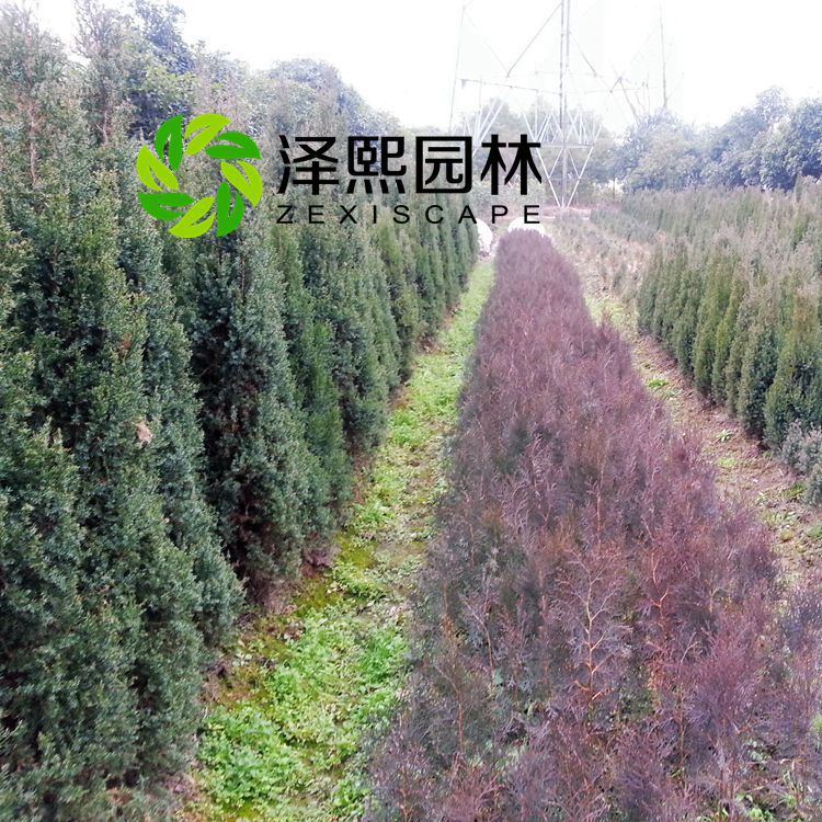 供應柏樹 松柏 側柏小苗綠化工程苗木批發